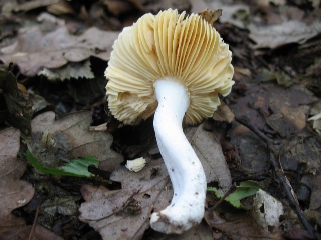 Russula risigalina 